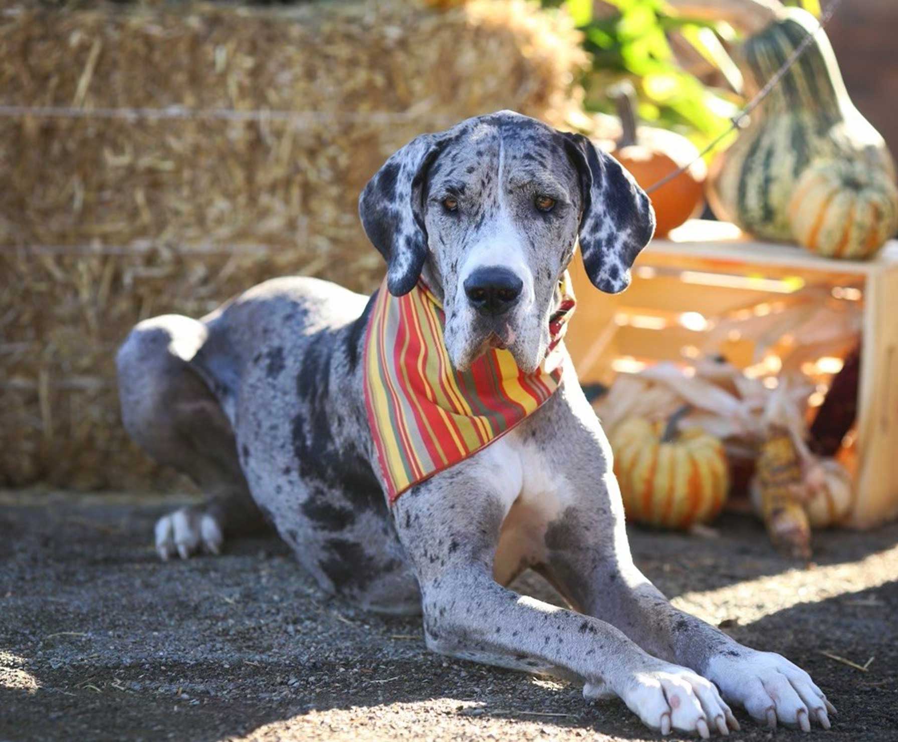 Pebbles the Dane lying down in front of pumpkins and hay wearing a bandana in fall colors